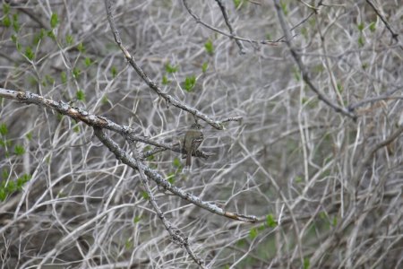 Photo for Least Flycatcher (empidonax minimus) looking very tiny in a tangled of leafless branches - Royalty Free Image