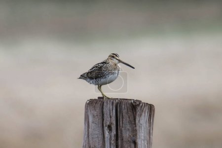 Photo for Wilson's Snipe (gallinago delicata) posted on a fence post - Royalty Free Image