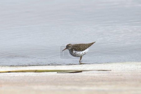 Foto de Flautista de arena manchado (macularius actitico) alimentándose en el borde de un lago - Imagen libre de derechos