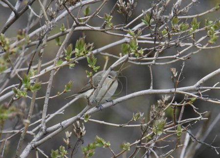 Photo for Warbling Vireo (vireo gilvus) peering out from a tangle of branches - Royalty Free Image