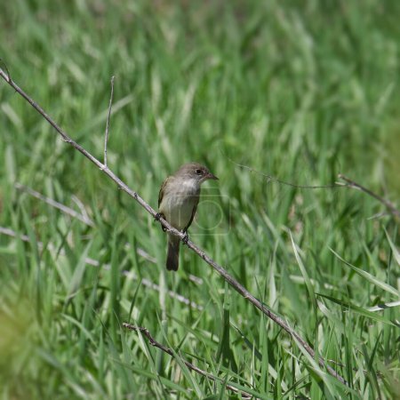 Photo for Least Flycatcher (empidonax minimus) perched on a branch hanging over a grassy meadow - Royalty Free Image