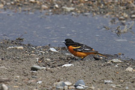 Photo for Baltimore Oriole (male) (icterus galbula) foraging on a rocky beach - Royalty Free Image