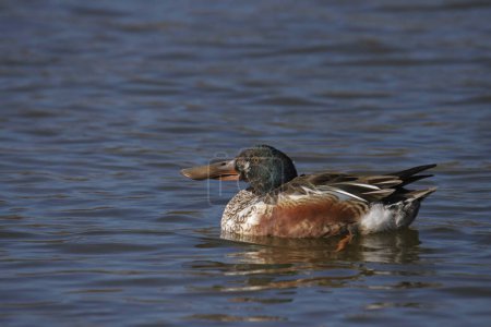 Téléchargez les photos : Northern Shoveler (male) (spatula clypeata) swimming in a pond - en image libre de droit