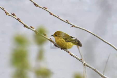 Foto de Warbler amarillo (hembra) (setophaga petechia) encaramado en una rama pequeña - Imagen libre de derechos