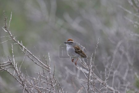 Photo for Chipping Sparrow (spizella passerina) perched in a bush - Royalty Free Image