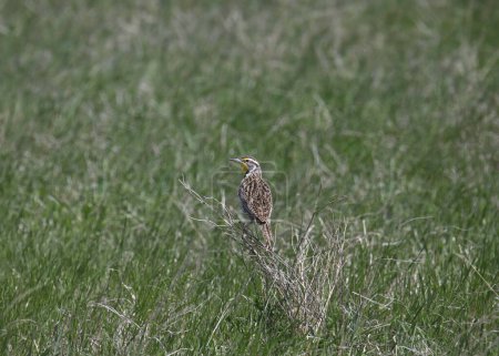 Foto de Western Meadowlark (sturnella neglecta) mirando hacia atrás desde lo alto de una pradera cubierta de hierba - Imagen libre de derechos
