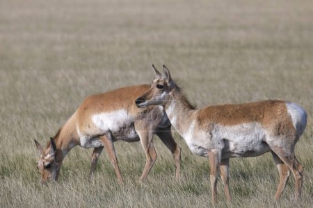 Téléchargez les photos : Deux Pronghornes (antilopes) broutant dans l'herbe des Prairies - en image libre de droit