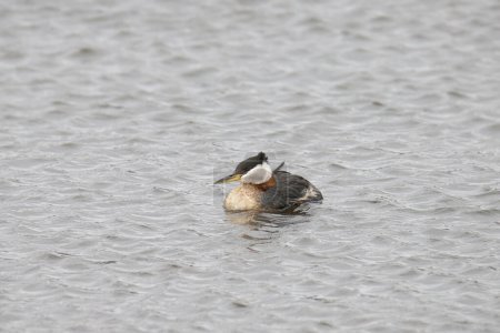 Foto de Grebe de cuello rojo (podiceps grisegena) flotando en un lago - Imagen libre de derechos