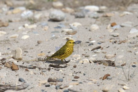 Photo for Yellow Warbler (male) (setophaga petechia) perched on a sandy beach - Royalty Free Image