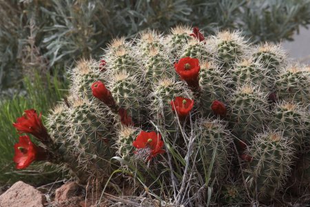 Foto de Gran grupo de cactus de erizo en plena floración - Imagen libre de derechos