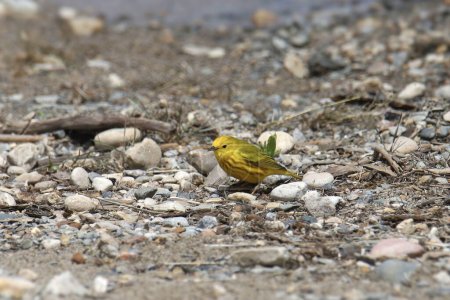 Foto de Remolino amarillo (macho) (setophaga petechia) alimentándose en el borde de un lago - Imagen libre de derechos