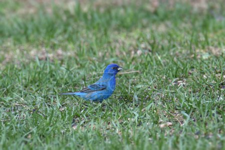 Téléchargez les photos : Bruant d'indigo (passerina cyanea) perché sur un sol herbeux - en image libre de droit
