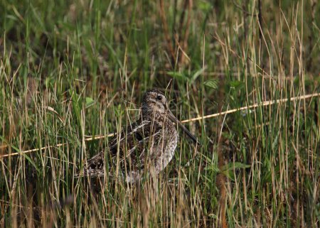 Foto de Wilson 's Snipe (gallinago delicata) mirando desde alguna hierba alta - Imagen libre de derechos