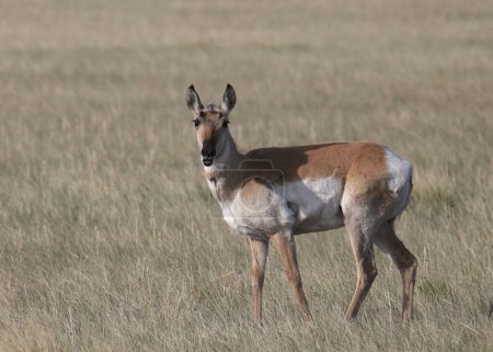 Téléchargez les photos : Pronghorn (antilope) debout dans une prairie - en image libre de droit