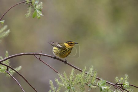 Photo for Cape May Warbler (setophaga tigrina) perched on a small branch - Royalty Free Image