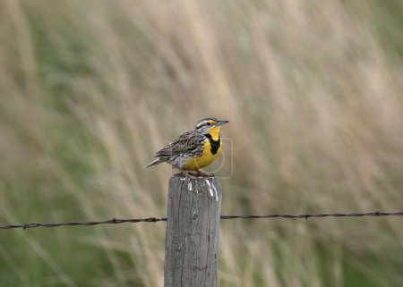 Foto de Western Meadowlark (sturnella neglecta) encaramado en el poste de la cerca de madera - Imagen libre de derechos