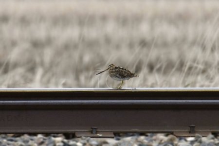 Foto de Wilson 's Snipe (gallinago delicata) encaramado en una vía de tren - Imagen libre de derechos