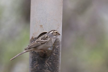 Photo for Clay-colored Sparrow (spizella pallida) eating from a bird feeder - Royalty Free Image
