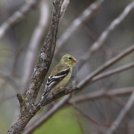 Photo for American Goldfinch (nonbreeding) (spinus tristis) perched in a tree - Royalty Free Image