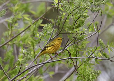Photo for Yellow Warbler (male) (setophaga petechia) perched in a leafy tree - Royalty Free Image