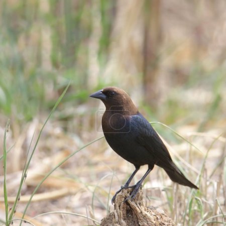 Photo for Brown-headed Cowbird (male) (molothrus ater) perched on big stump - Royalty Free Image
