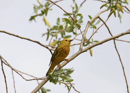 Foto de Paleta amarilla (macho) (setophaga peterchia) posada en un árbol frondoso - Imagen libre de derechos