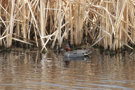 Photo for Green-winged Teal (male) (anas carolinensis) swimming among some cattails - Royalty Free Image