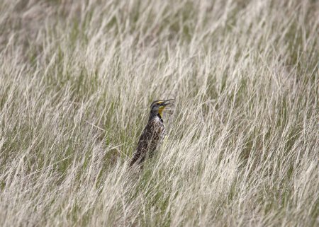 Foto de Meadowlark occidental (sturnella neglecta) encaramado en un poco de hierba alta - Imagen libre de derechos