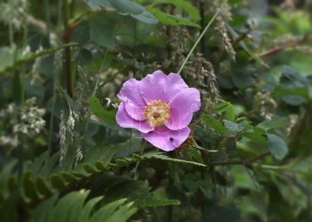 Téléchargez les photos : Fleur de rose sauvage (rosa nutkana)) - en image libre de droit