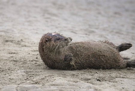 River Otter (lontra canadensis) rolling on a sandy beach
