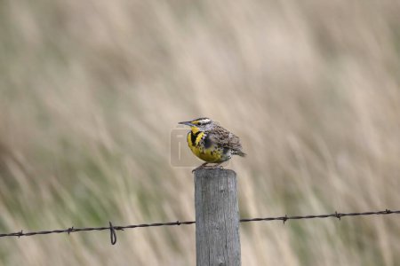 Foto de Western Meadowlark (sturnella neglecta) posado en un poste de valla - Imagen libre de derechos