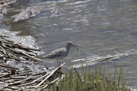 Photo for Greater Yellowlegs (tringa melanoleuca) standing at the edge of a wetland - Royalty Free Image
