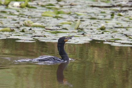 Téléchargez les photos : Cormoran à aigrettes (phalacrocorax auritus) nageant dans un étang avec beaucoup de nénuphars - en image libre de droit