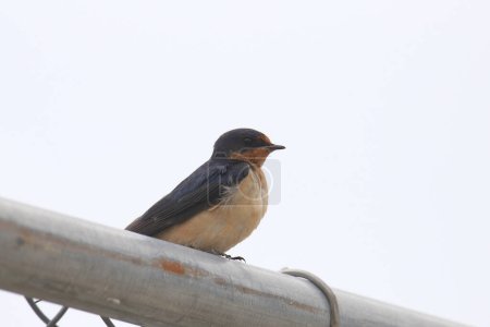 Foto de Barn Swallow (hirundo rustica) encaramado en una cerca de eslabones de cadena - Imagen libre de derechos