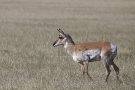 Téléchargez les photos : Pronghorn (antilope) debout dans une prairie herbeuse - en image libre de droit