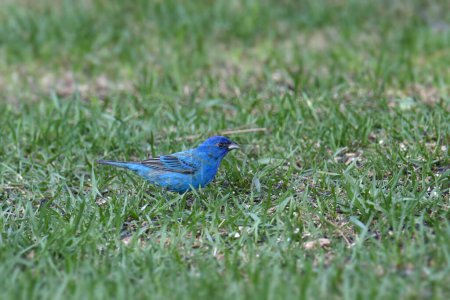 Téléchargez les photos : Bruant d'Indigo (passerina cyanea) butinant dans l'herbe - en image libre de droit