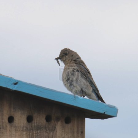 Foto de Mountain Bluebird (hembra) (sialia currucoides) encaramado en una caja de anidación con un gusano en su pico - Imagen libre de derechos
