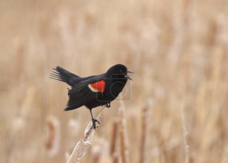 Photo for Red-winged Blackbird (male) perched in some cattails - Royalty Free Image