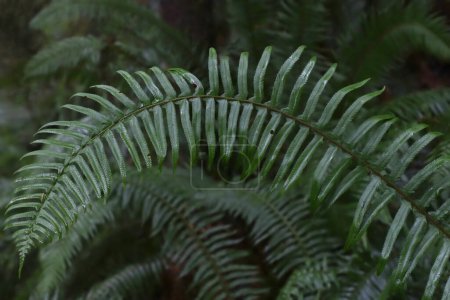 Photo for Closeup of a single frond of a Western Sword Fern (polystichum munitum) - Royalty Free Image