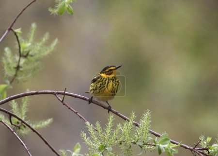 Cape May Warbler (setophaga tigrina) perched on a leafy branch