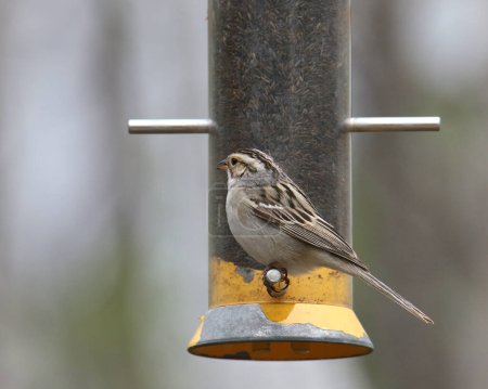 Photo for Clay-colored Sparrow (spizella pallida) perched on a bird feeder - Royalty Free Image