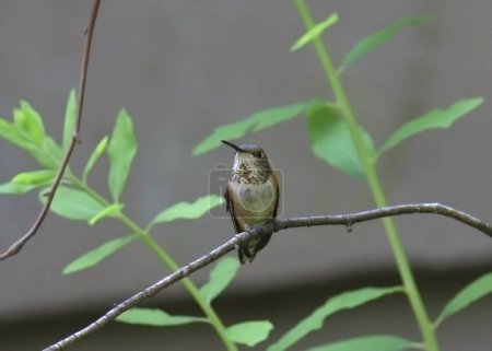 Photo for Rufous Hummingbird (female) (selasphorus rufus) perched in a bush - Royalty Free Image