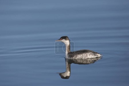 Photo for Horned Grebe (podiceps auritus) swimming in a pond - Royalty Free Image