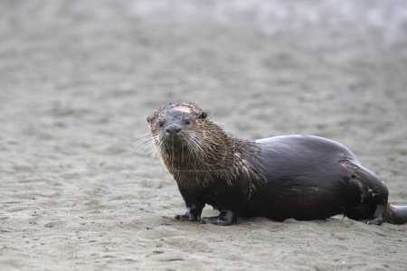 Téléchargez les photos : Rivière Otter (lontra canadensis) sur une plage de sable - en image libre de droit
