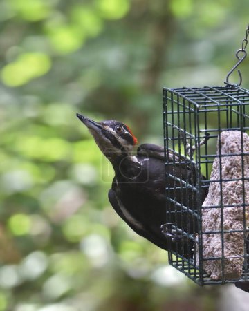Téléchargez les photos : Pileated Woodpecker (female) (dryocopus pileatus) eating from a suet feeder - en image libre de droit