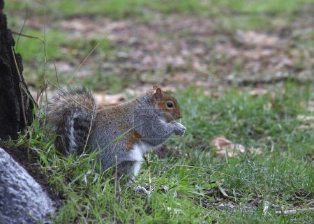 Photo for Eastern Gray Squirrel (sciurus carolinensis) sitting on it's haunches eating something - Royalty Free Image