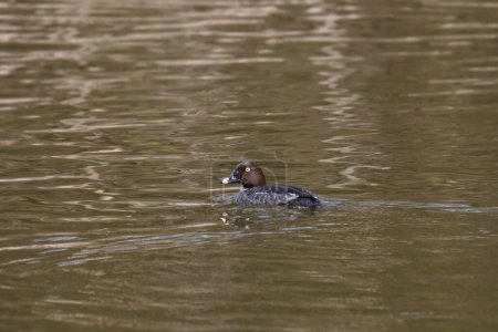 Foto de Ojo de Oro Común (hembra) (mergus merganser) nadando en un estanque - Imagen libre de derechos