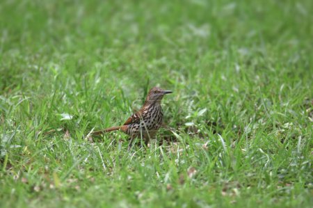 Photo for Brown Thrasher (toxostoma rufum) perched in some thick grass - Royalty Free Image