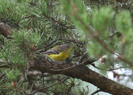 Photo for Pine Warbler (setophaga pinus) perched in a pine tree - Royalty Free Image