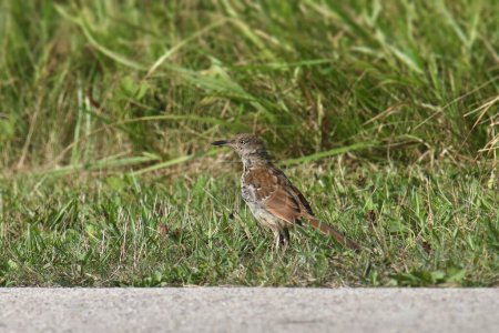Photo for Brown Thrasher (toxostoma rufum) foraging along a sidewalk - Royalty Free Image